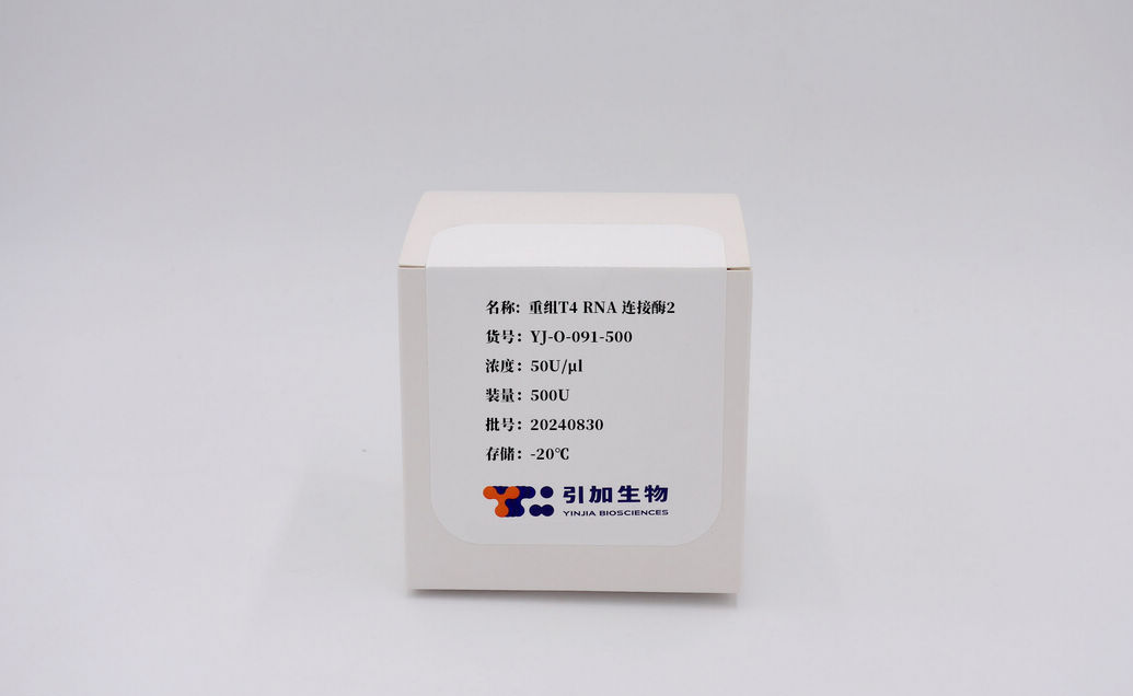 重组T4 RNA 毗连酶2