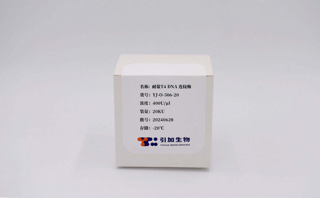 耐盐T4 DNA 毗连酶