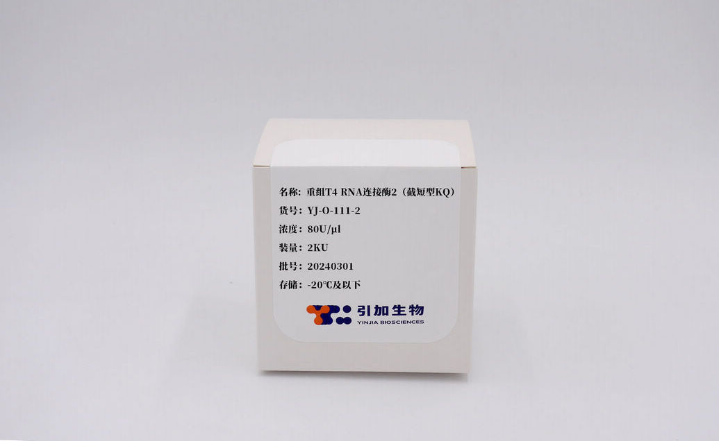 重组T4 RNA 毗连酶2（截短型KQ）