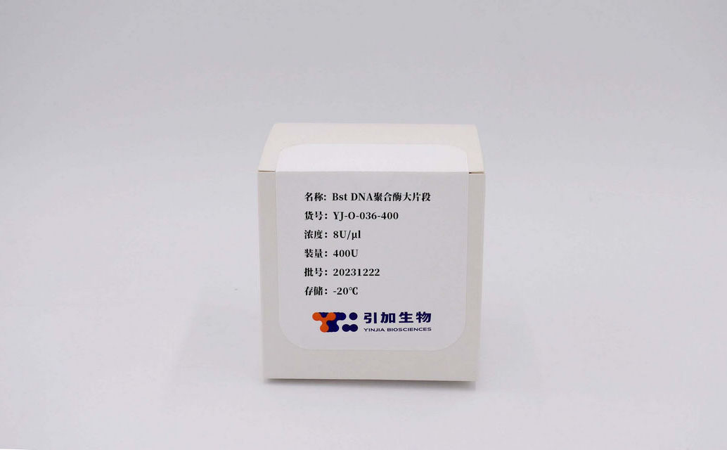 Bst DNA聚合酶大片断