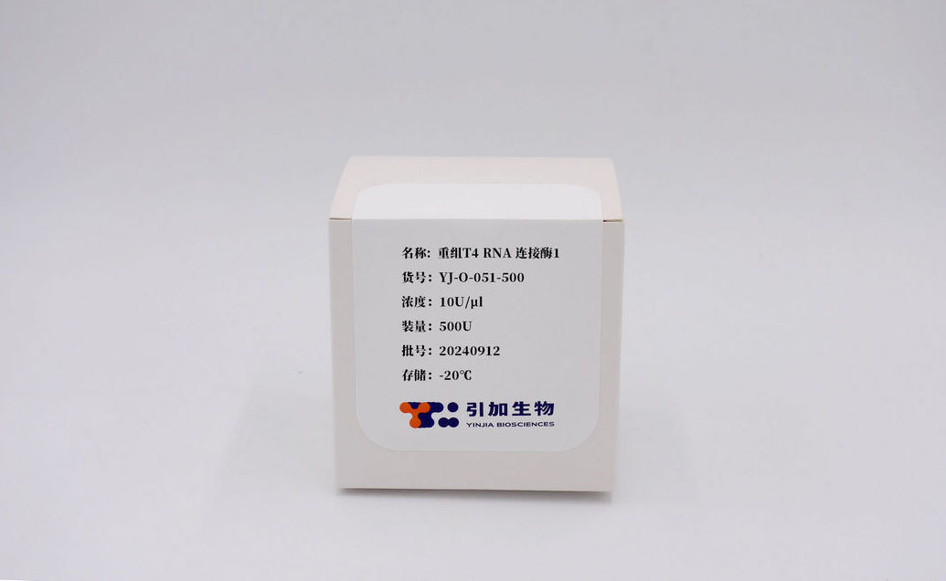 重组 T4 RNA 毗连酶1