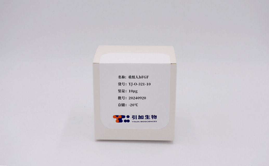 重组人bFGF