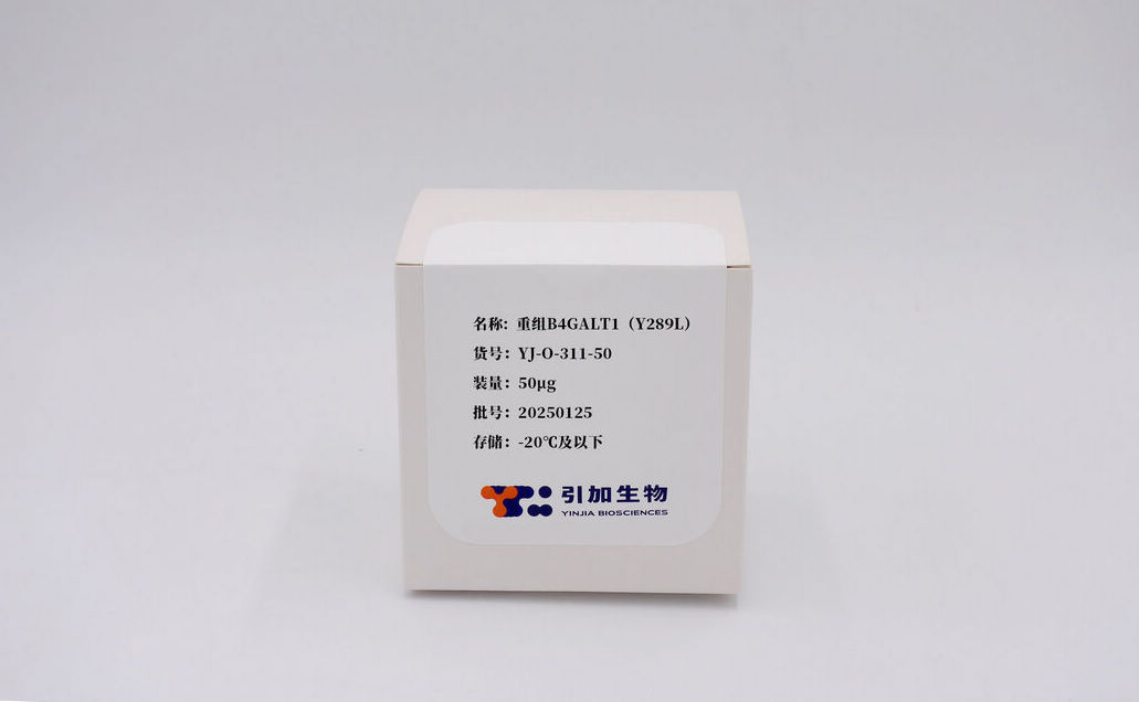重组B4GALT1（Y289L）