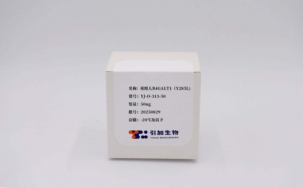 重组人B4GALT1（Y285L)